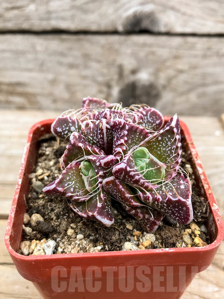 SHPR9626 Faucaria tigrina, Gowie's Kloof - Image 2