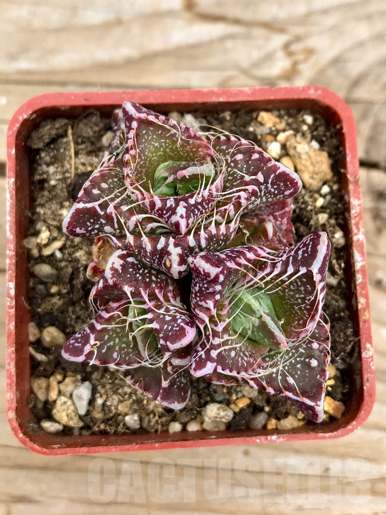 SHPR9626 Faucaria tigrina, Gowie's Kloof