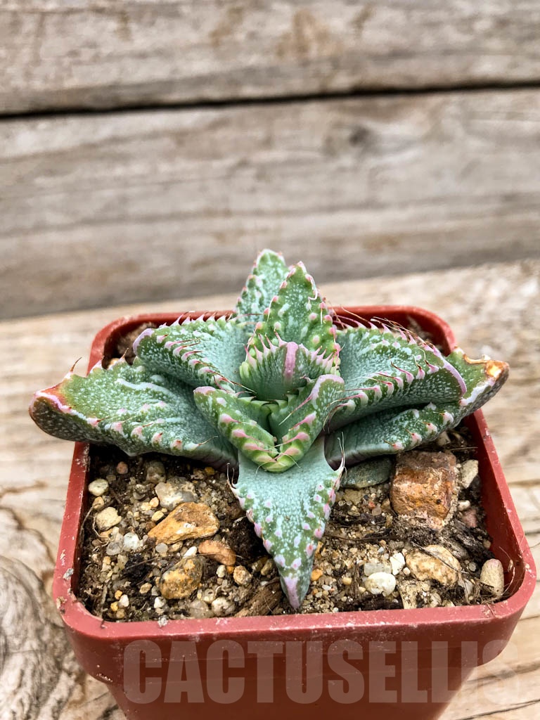 SHPR9628 Faucaria hooleae x tuberculosa - Image 2