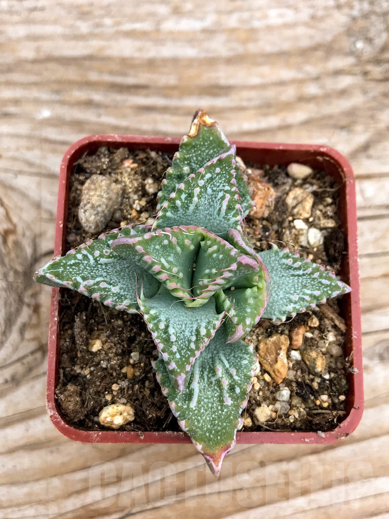 SHPR9628 Faucaria hooleae x tuberculosa - Image 3