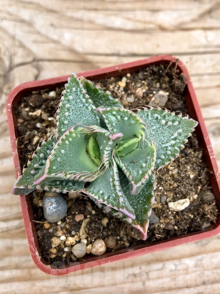 SHPR9628 Faucaria hooleae x tuberculosa