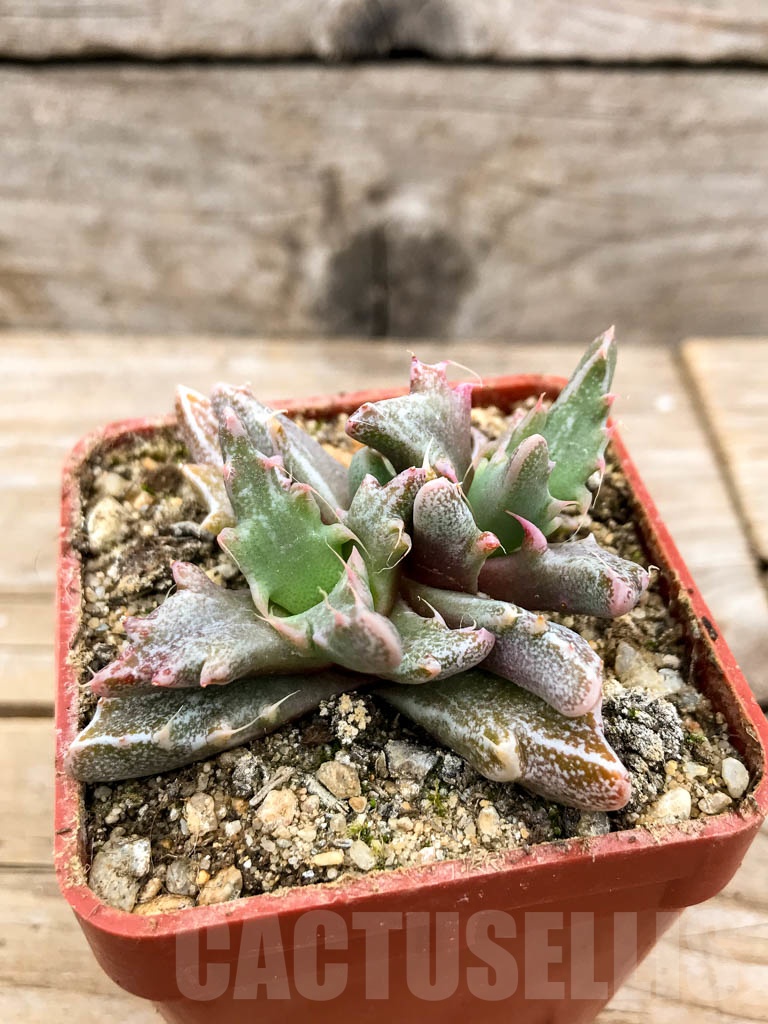 SHPR9631 Faucaria sp. f. monstruosa - Imagen 2