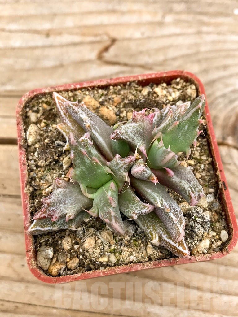 SHPR9631 Faucaria sp. f. monstruosa - Imagen 3