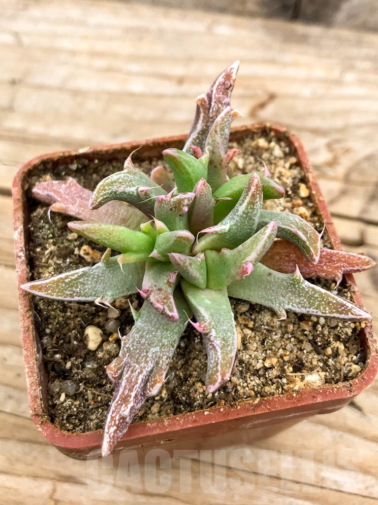 SHPR9631 Faucaria sp. f. monstruosa