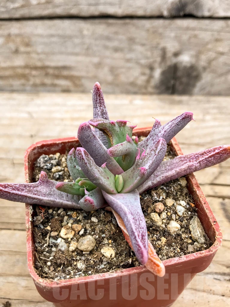 SHPR9631 Faucaria sp. f. monstruosa - Imagen 5