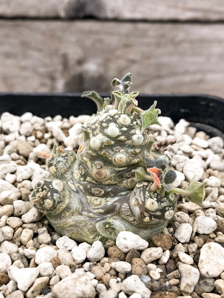 SHPR9633 Dorstenia aff. crispa LAV 10341 - Image 2