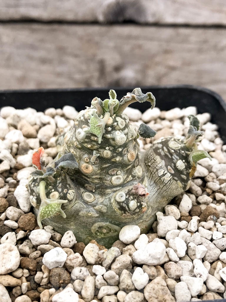 SHPR9633 Dorstenia aff. crispa LAV 10341