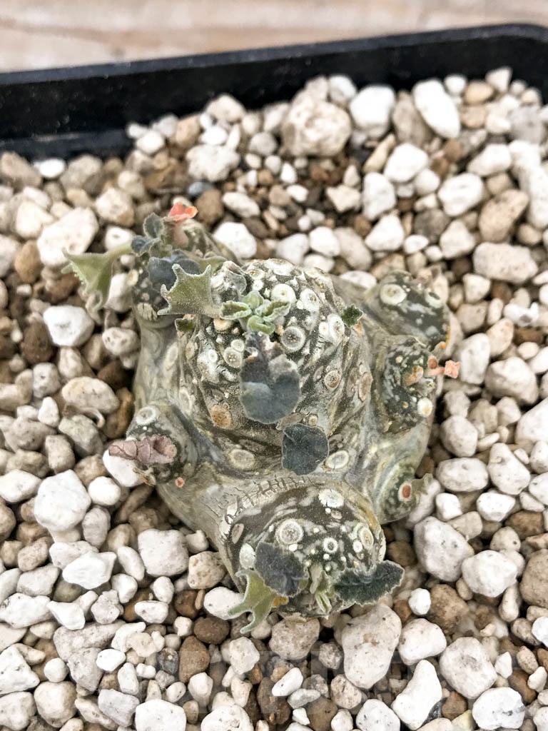 SHPR9633 Dorstenia aff. crispa LAV 10341 - Image 4