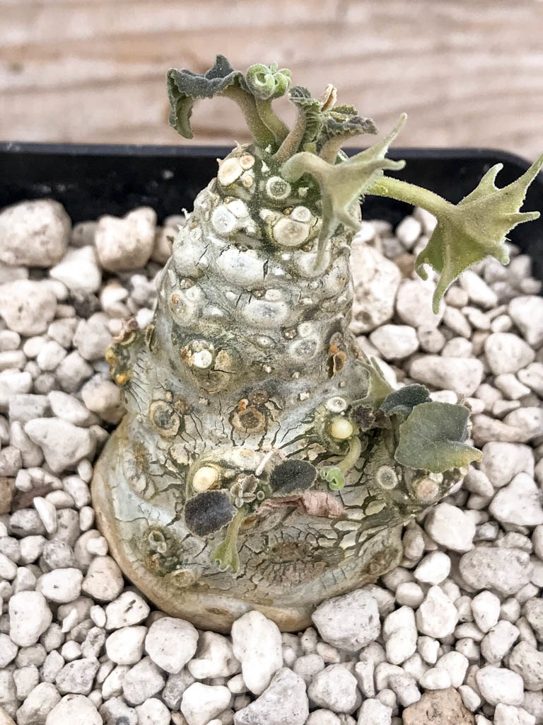 SHPR9635 Dorstenia aff. crispa LAV 10341 - Image 4