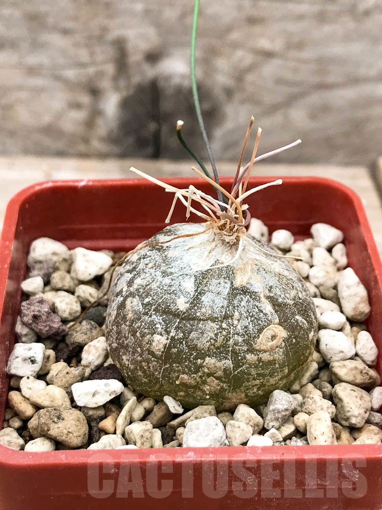 SHPR9640 Drimia intricata / Schizobasis intricata