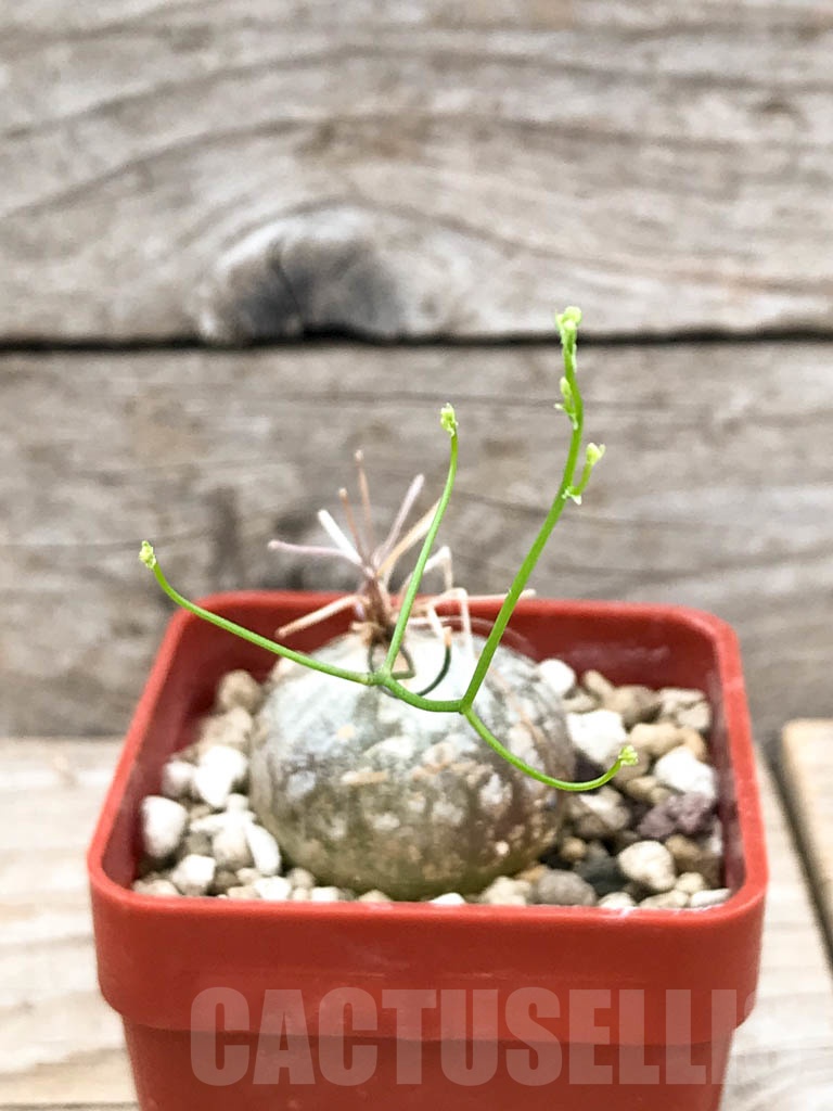 SHPR9640 Drimia intricata / Schizobasis intricata - Obrázek 3