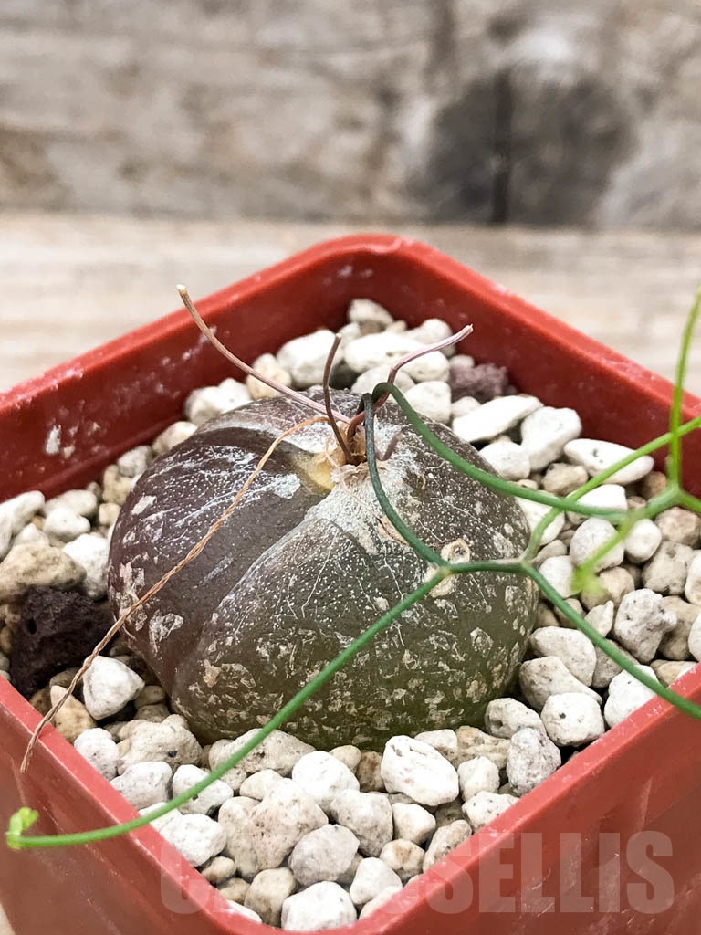 SHPR9641 Drimia intricata / Schizobasis intricata