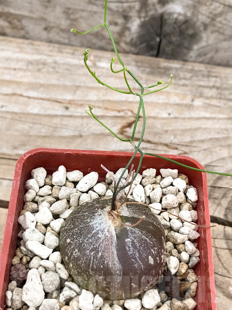 SHPR9641 Drimia intricata / Schizobasis intricata - Image 3