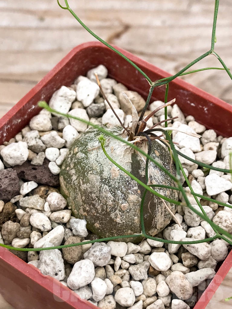 SHPR9642 Drimia intricata / Schizobasis intricata