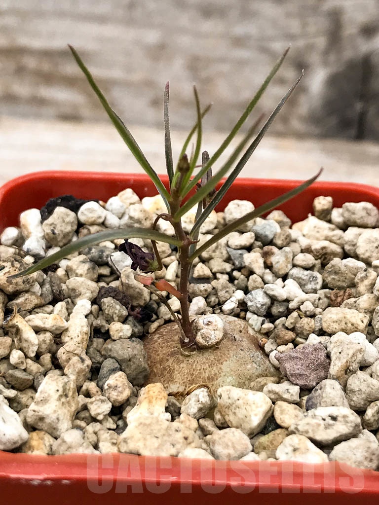 SHPR9644 Brachystelma sp.