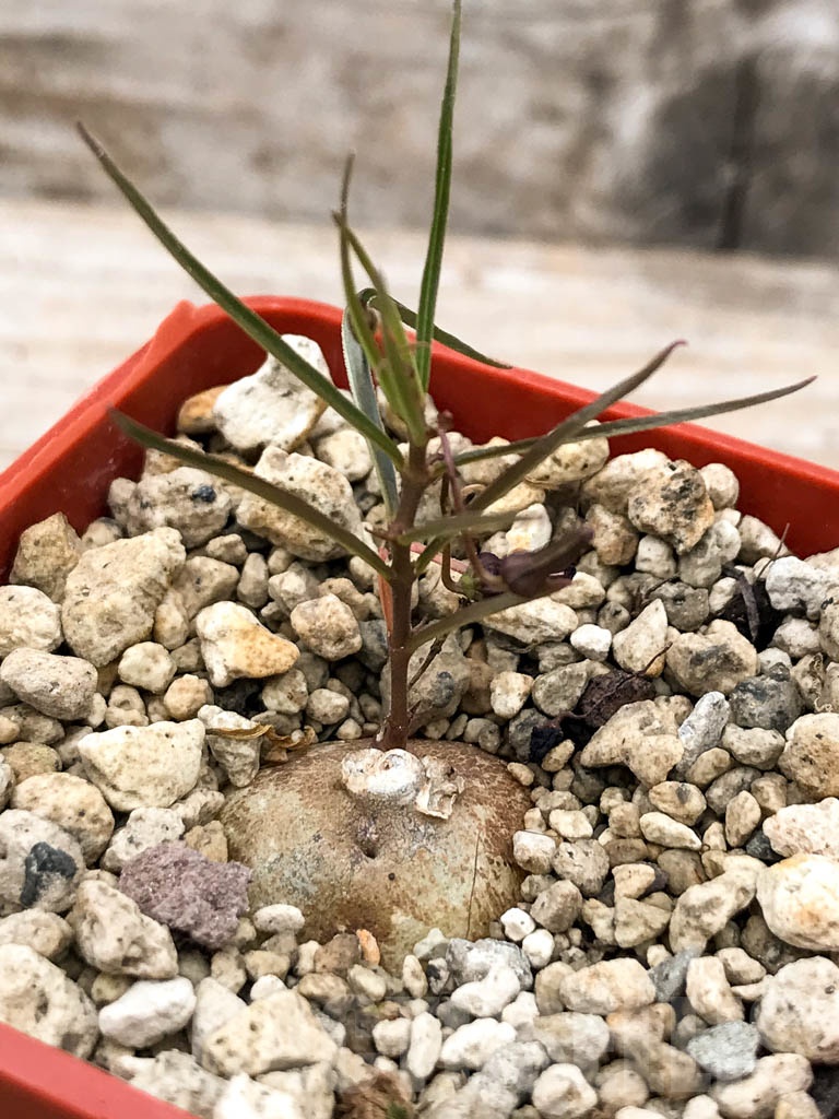 SHPR9644 Brachystelma sp. - 画像 (3)