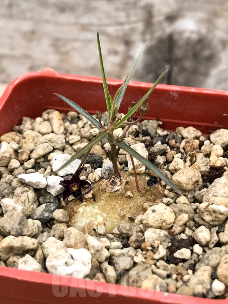 SHPR9645 Brachystelma sp.