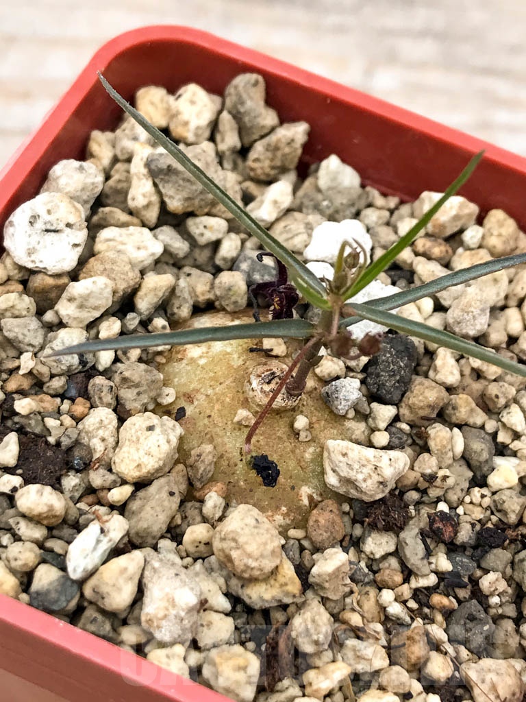 SHPR9645 Brachystelma sp. - immagine 3