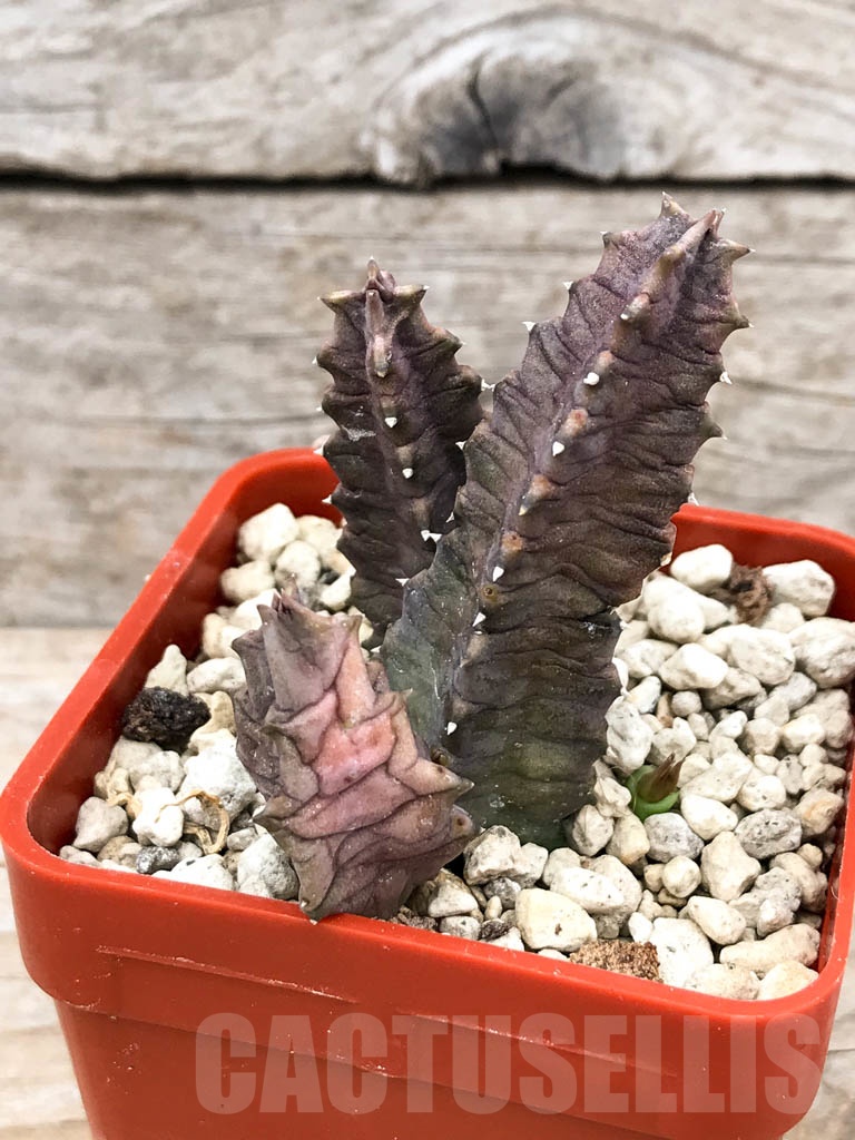 SHPR9646 Huernia thuretii IB10817 - 画像 (2)