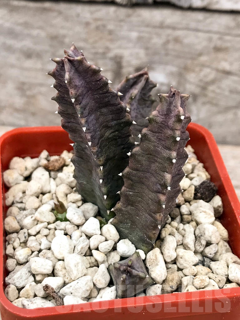 SHPR9646 Huernia thuretii IB10817