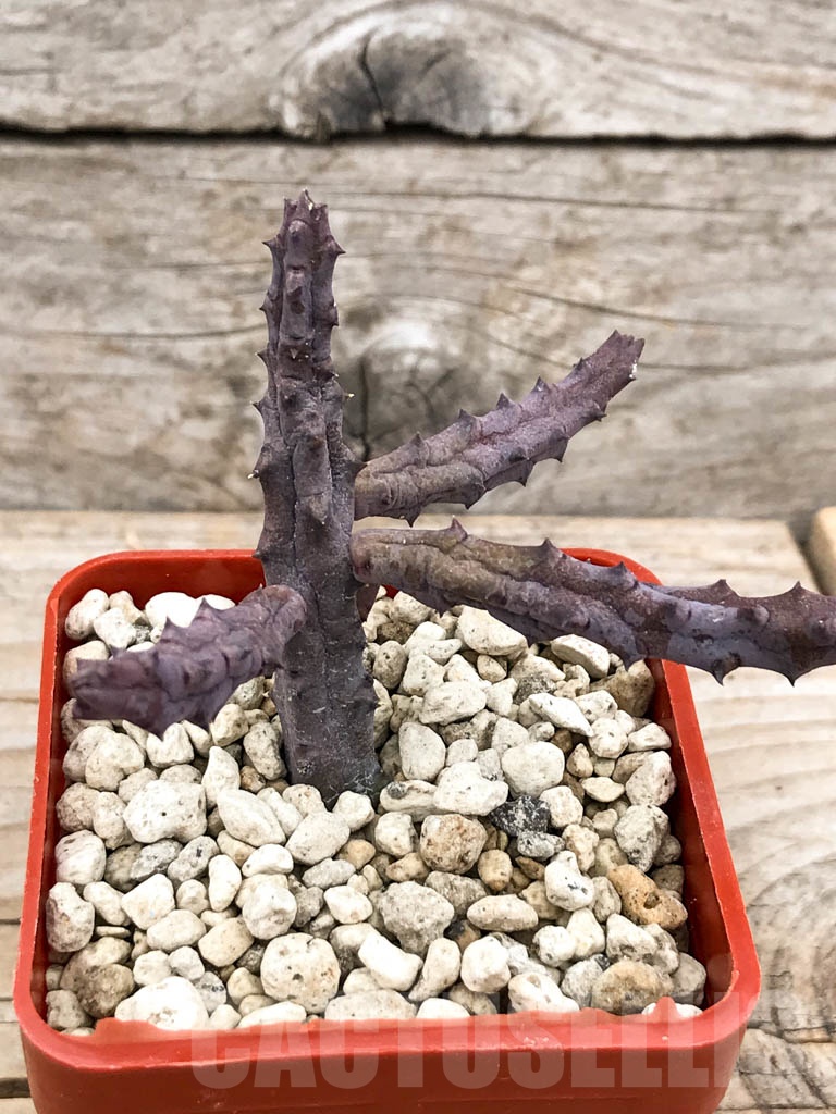 SHPR9647 Huernia pendriformis, spiny flower