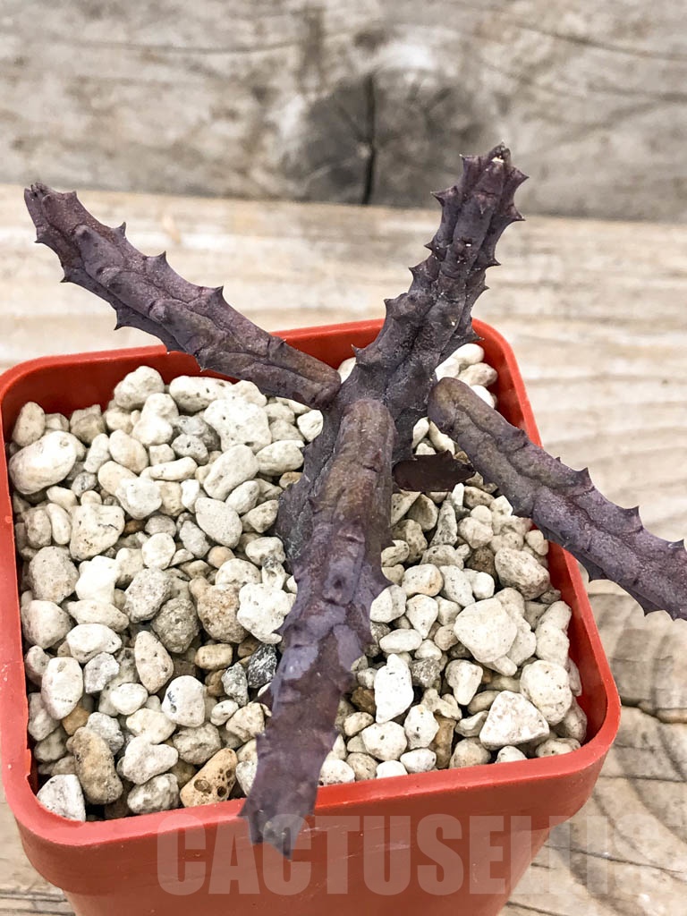 SHPR9647 Huernia pendriformis, spiny flower - 画像 (3)