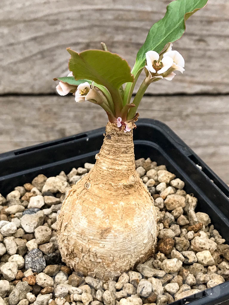 SHPR9654 Euphorbia subapoda (Euphorbia primulaefolia), Madagascar