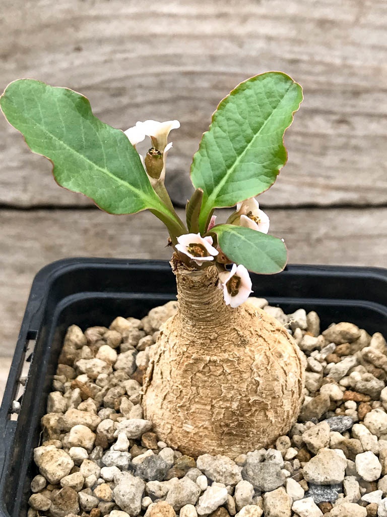 SHPR9654 Euphorbia subapoda (Euphorbia primulaefolia), Madagascar - Image 3