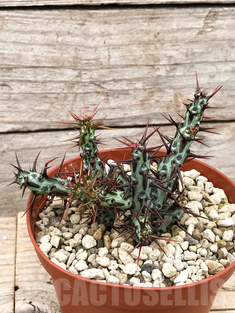 SHPR9657 Euphorbia aeruginosa, South Africa