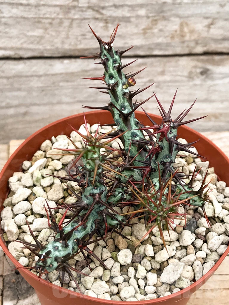 SHPR9657 Euphorbia aeruginosa, South Africa - immagine 3