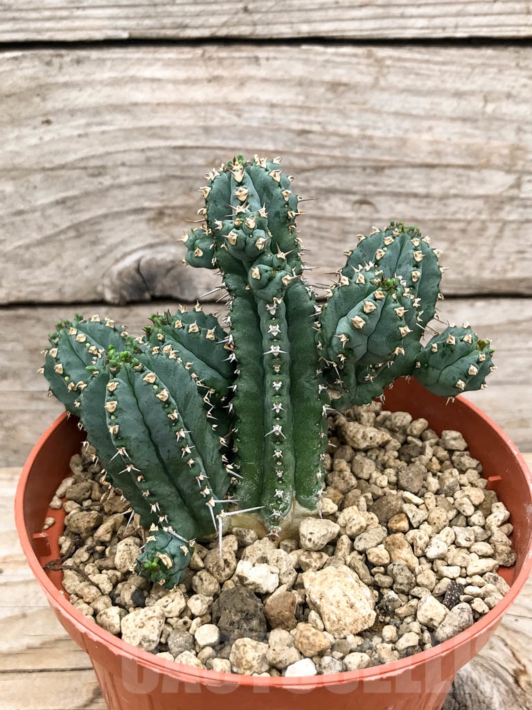 SHPR9660 Euphorbia seibanica LAV 30745, clone 2 , Bain Al- Jibal, Hadramauth, Yemen