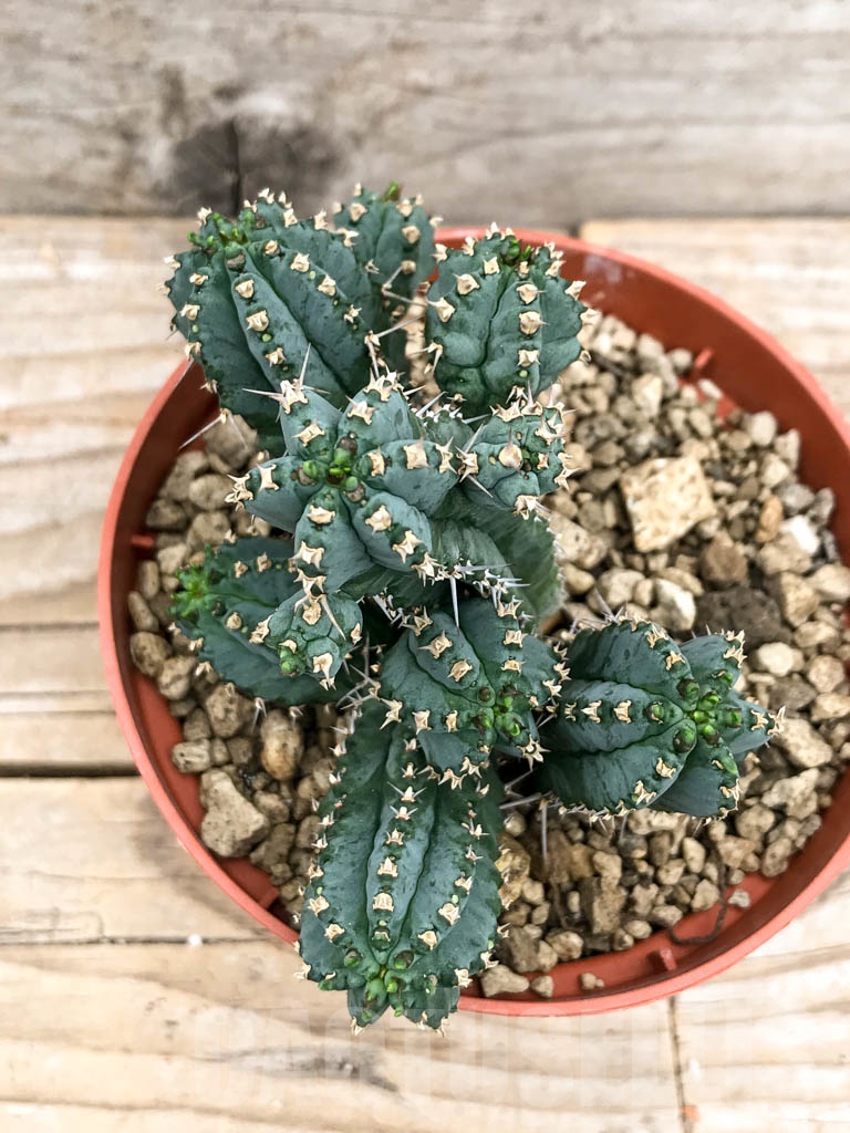 SHPR9660 Euphorbia seibanica LAV 30745, clone 2 , Bain Al- Jibal, Hadramauth, Yemen - Image 3