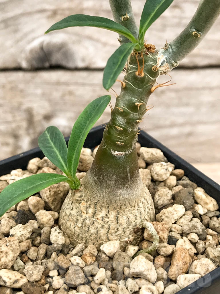 SHPR9662 Pachypodium succulentum - Obrázek 2