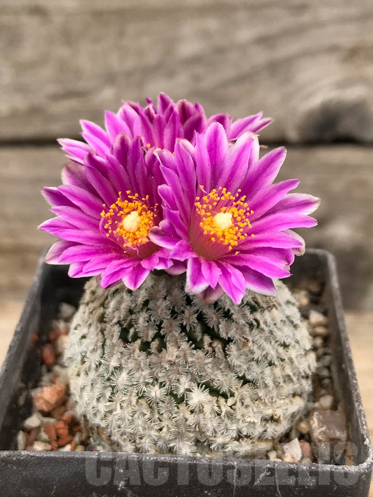 SHPR9664 Turbinicarpus pseudopectinatus, Mazapil