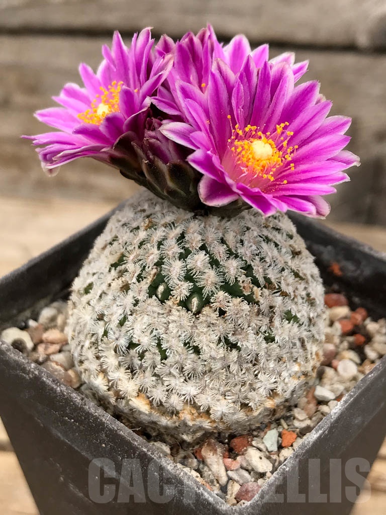 SHPR9664 Turbinicarpus pseudopectinatus, Mazapil - Image 2