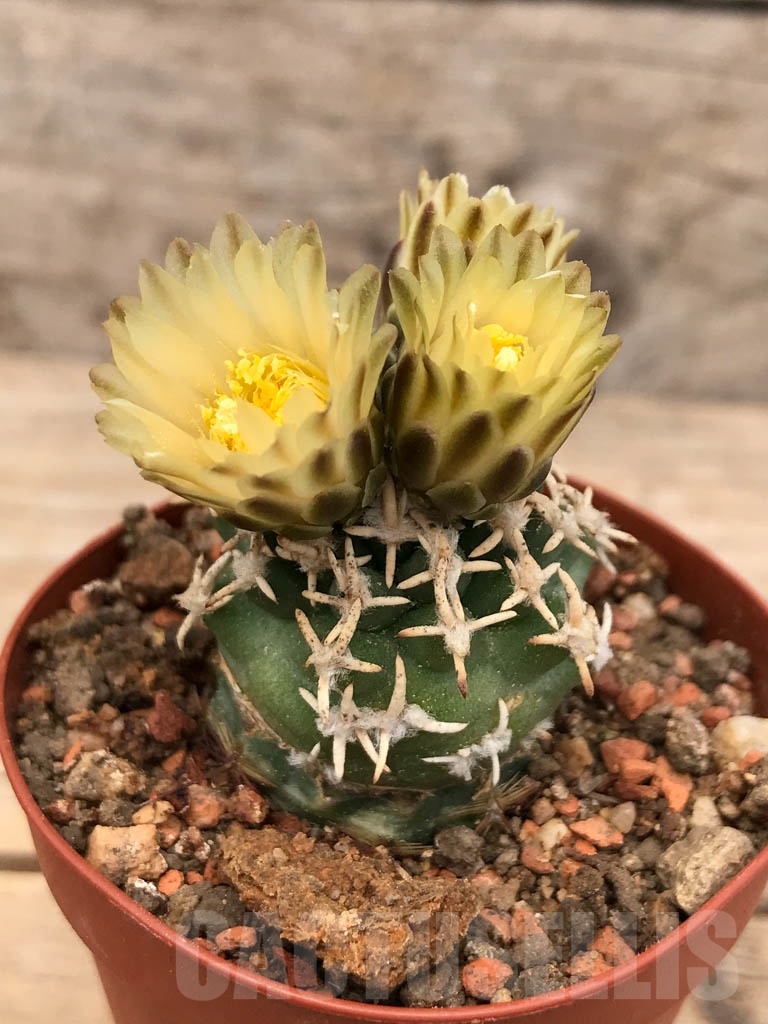 SHPR9665 Navajoa peeblesiana ssp. fickeisenii RP 145, clone 13