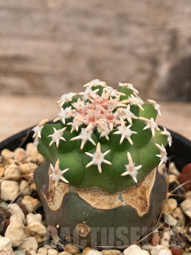 SHPR9667 Navajoa peeblesiana ssp. fickeisenii SB 903, clone 11 - Image 2