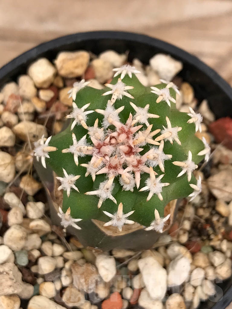 SHPR9667 Navajoa peeblesiana ssp. fickeisenii SB 903, clone 11