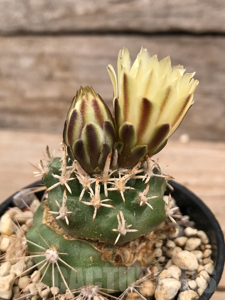 SHPR9668 Navajoa peeblesiana ssp. fickeisenii, Bedrock Canyon, Arizona, USA , clone 11 - 画像 (2)