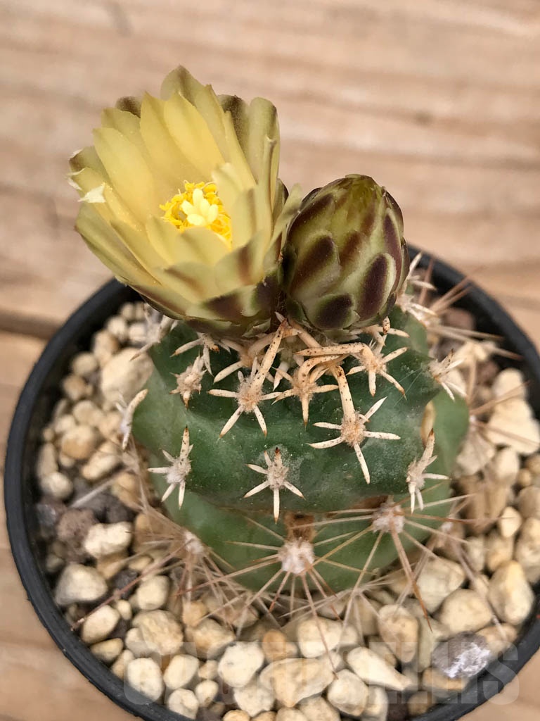 SHPR9668 Navajoa peeblesiana ssp. fickeisenii, Bedrock Canyon, Arizona, USA , clone 11