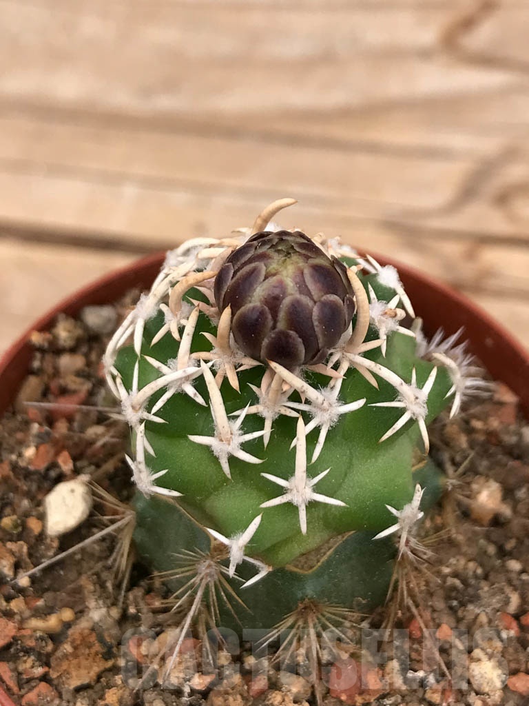 SHPR9668 Navajoa peeblesiana ssp. fickeisenii, Bedrock Canyon, Arizona, USA , clone 11 - 画像 (3)