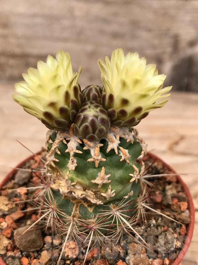 SHPR9669 Navajoa peeblesiana ssp. fickeisenii, Bedrock Canyon, Arizona, USA , clone 12