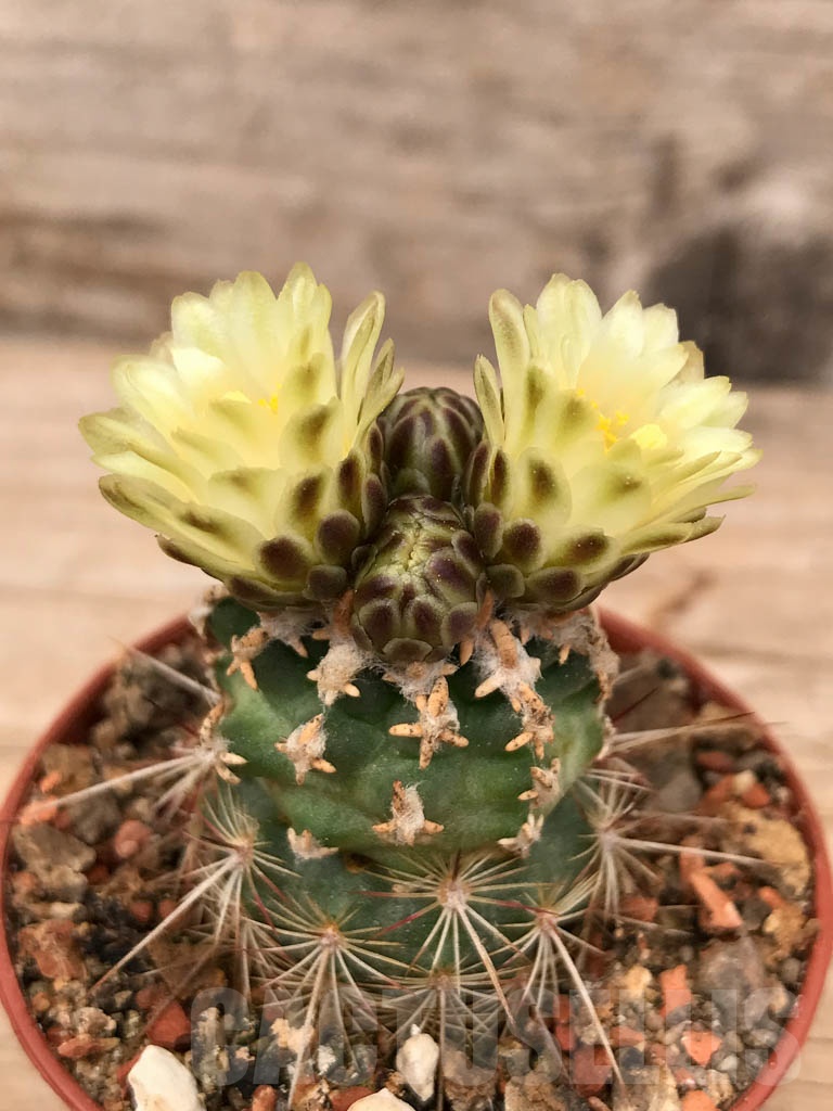 SHPR9669 Navajoa peeblesiana ssp. fickeisenii, Bedrock Canyon, Arizona, USA , clone 12 - Imagen 2