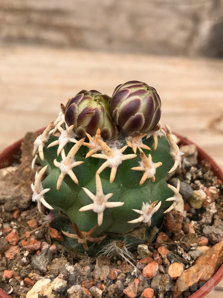 SHPR9671 Navajoa peeblesiana ssp. fickeisenii, Bedrock Canyon, Arizona, USA , clone 18
