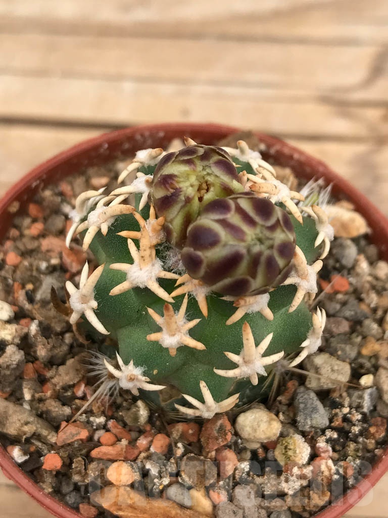 SHPR9671 Navajoa peeblesiana ssp. fickeisenii, Bedrock Canyon, Arizona, USA , clone 18 - Imagen 2