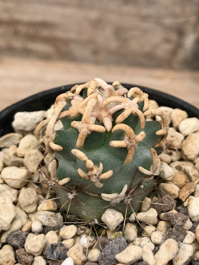 SHPR9672 Navajoa peeblesiana f. menzelii RP116, clone 01