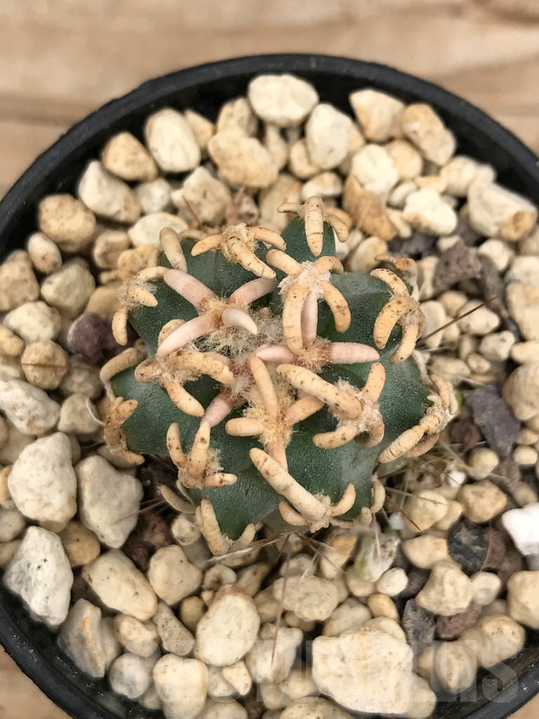 SHPR9672 Navajoa peeblesiana f. menzelii RP116, clone 01 - Imagen 2