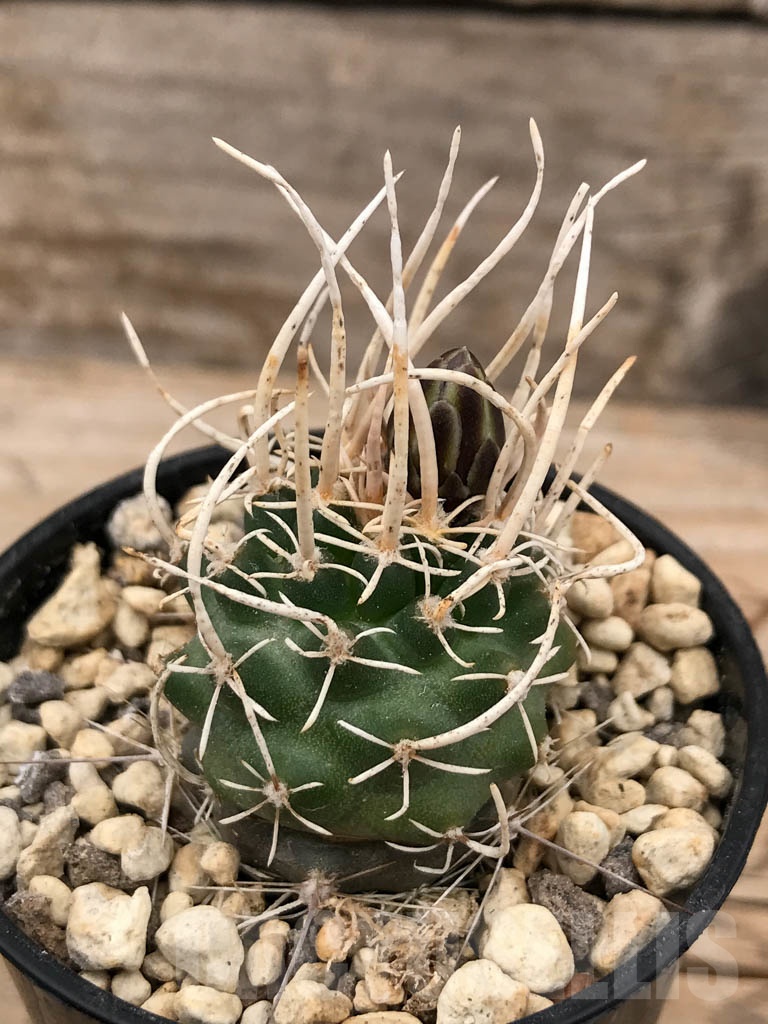 SHPR9678 Navajoa peeblesiana ssp. fickeisenii SN 023/1