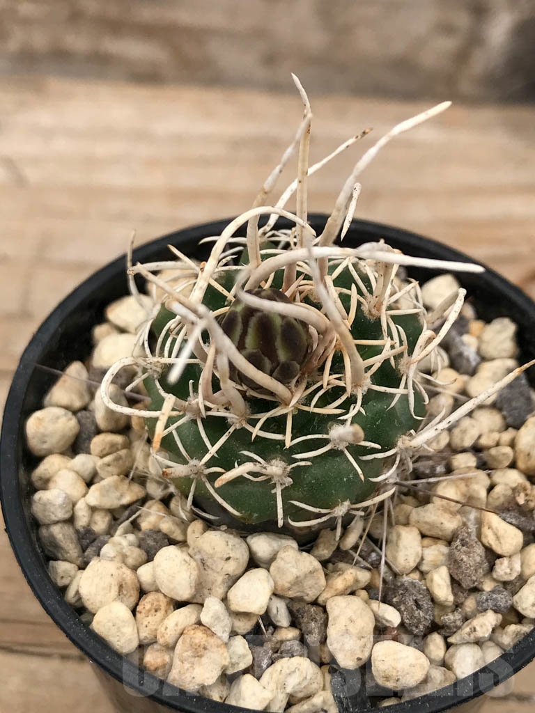 SHPR9678 Navajoa peeblesiana ssp. fickeisenii SN 023/1 - Image 2