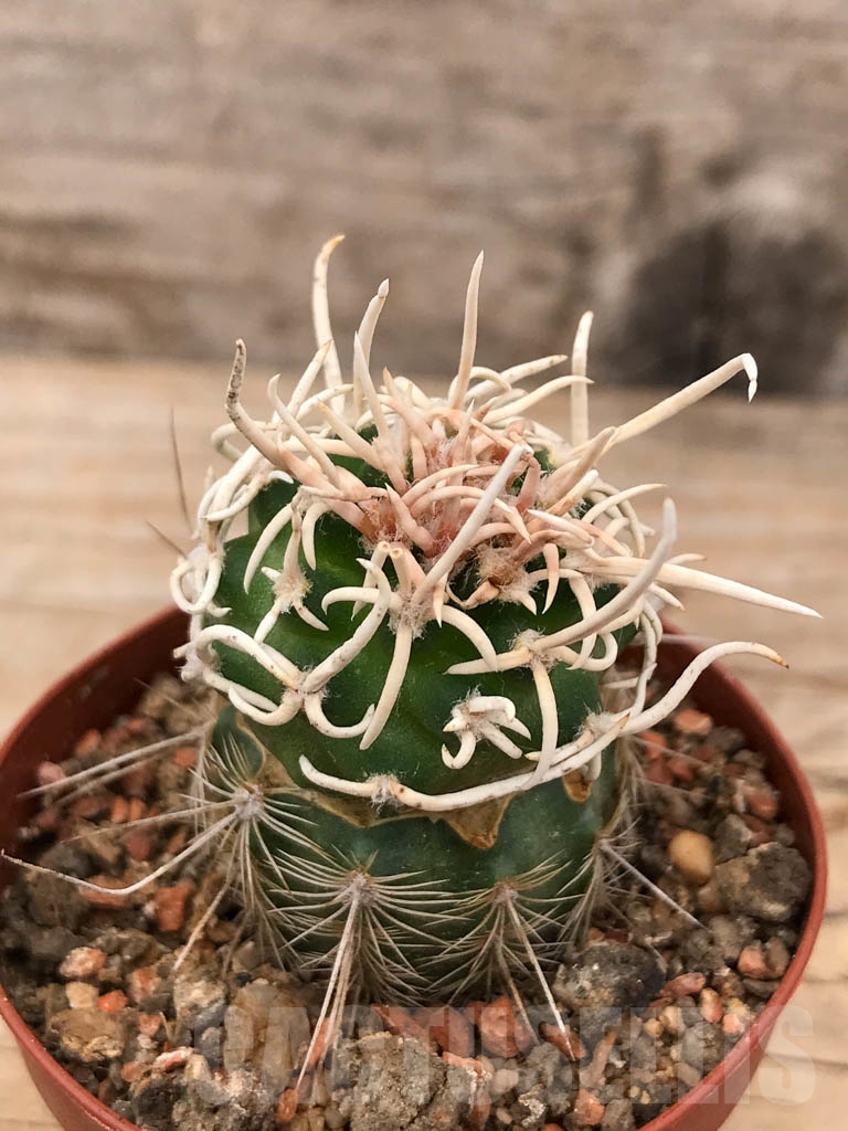 SHPR9679 Navajoa peeblesiana ssp. fickeisenii FH 053.116 - Зображення 2